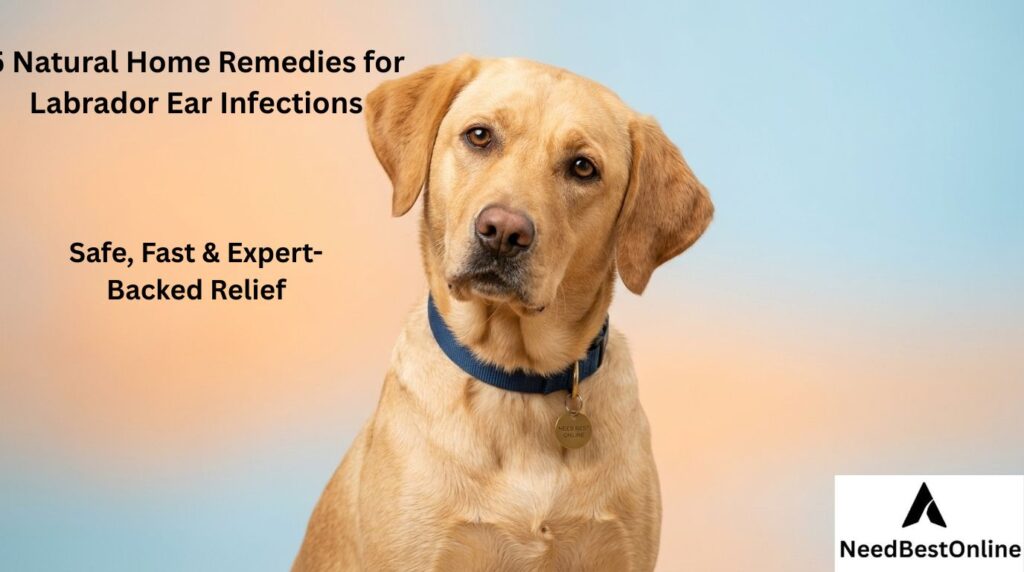 5 Safe and Natural Home Remedies for Labrador Ear Infections - Featured Guide by NeedBestOnline