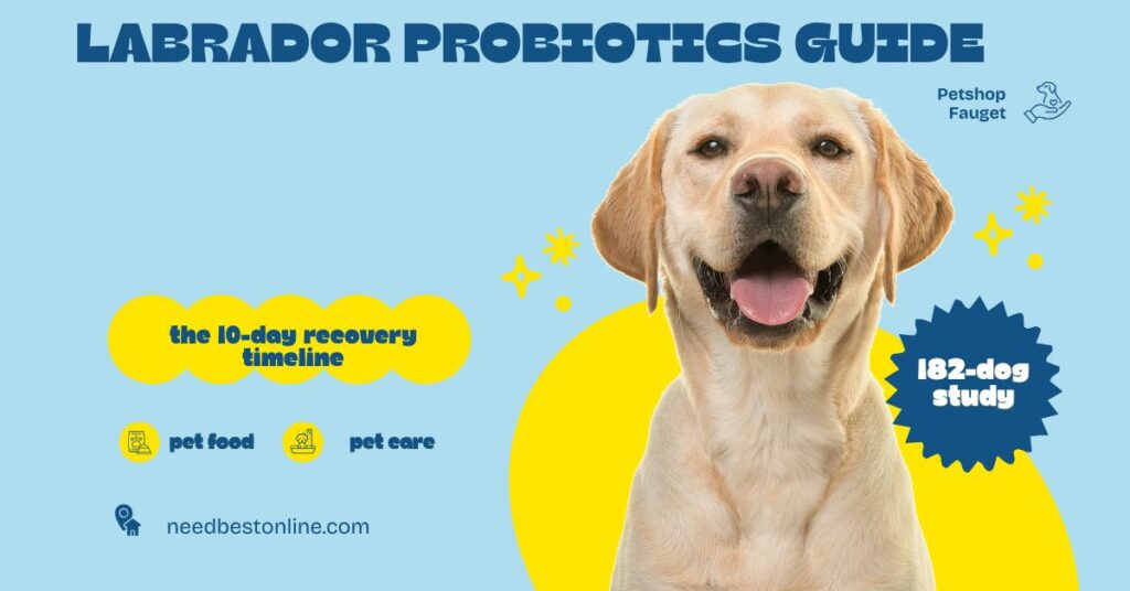 Labrador Probiotics Guide - 10-Day Recovery Timeline for Dogs