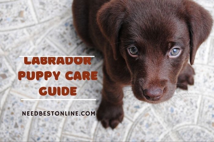 Labrador puppy care guide for new dog owners