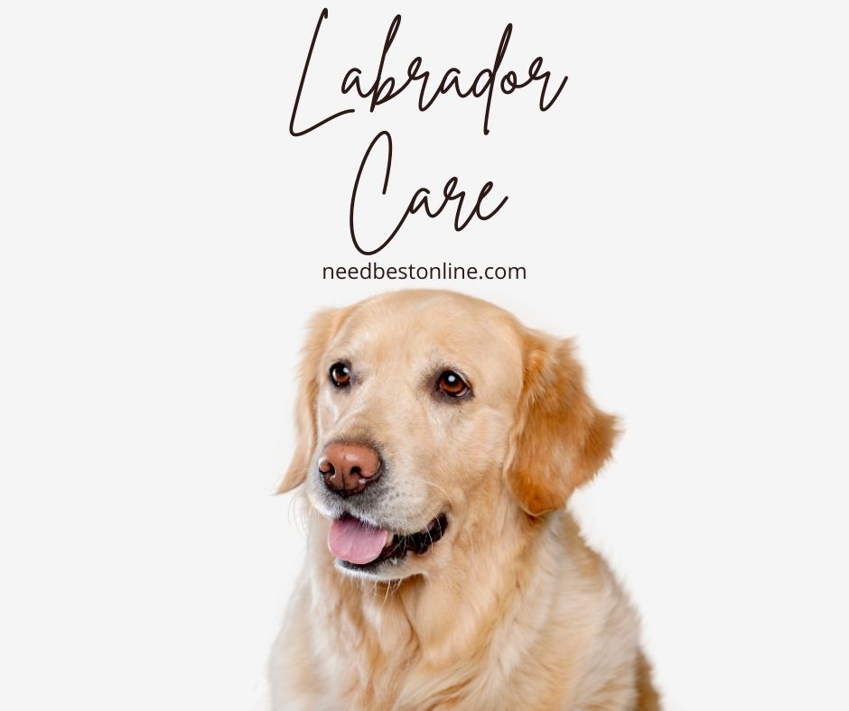 Labrador dog care and training guide
