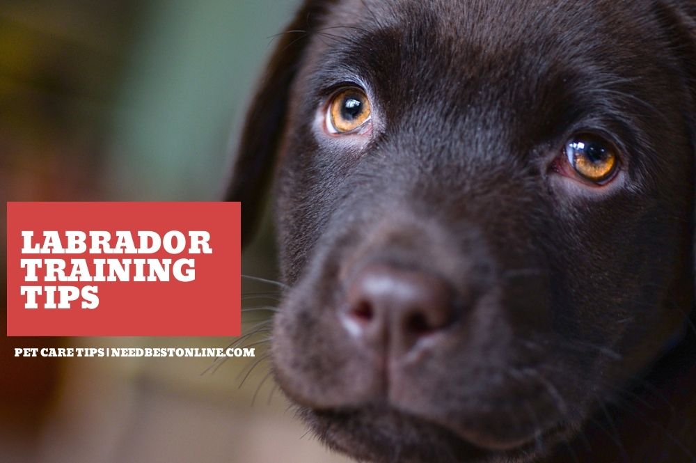 Close-up of a Labrador dog – easy training tips for Labrador puppies
