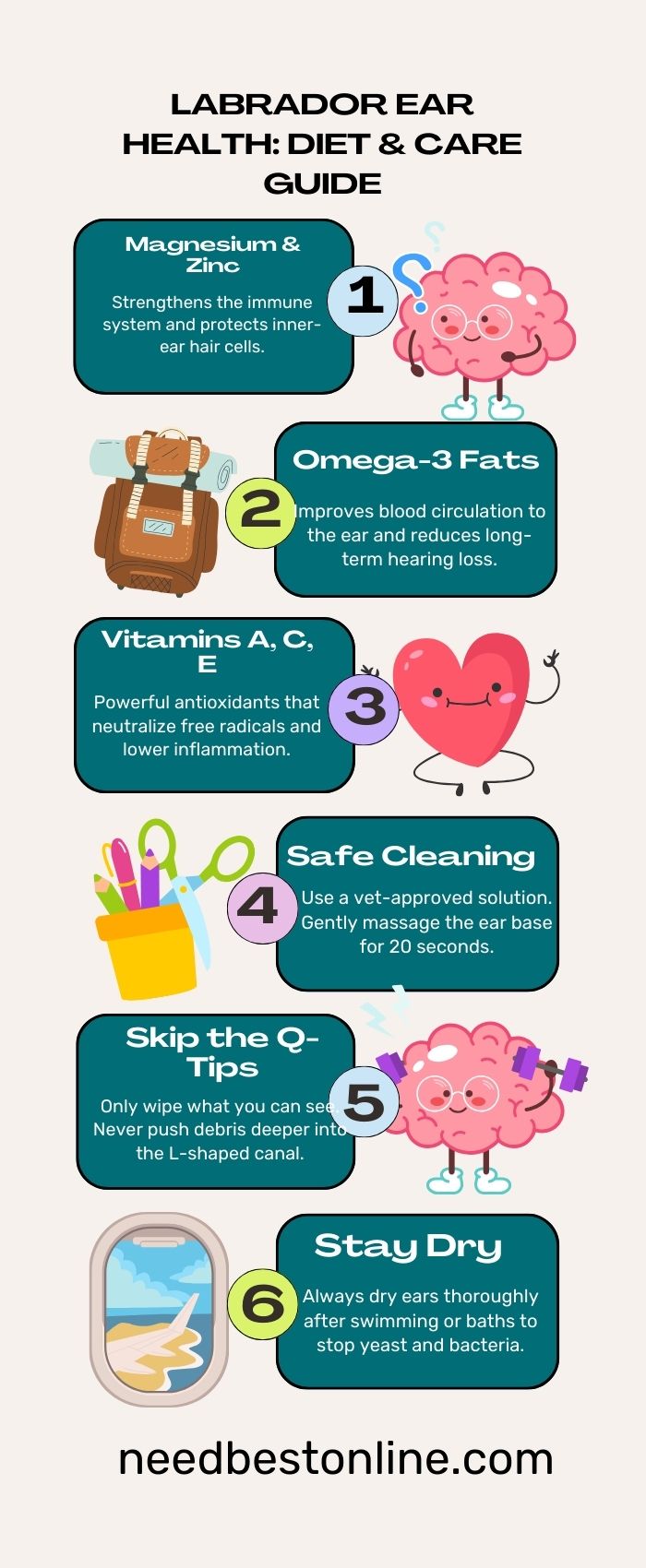 Infographic guide for Labrador ear health: essential nutrients and 6-step cleaning routine.