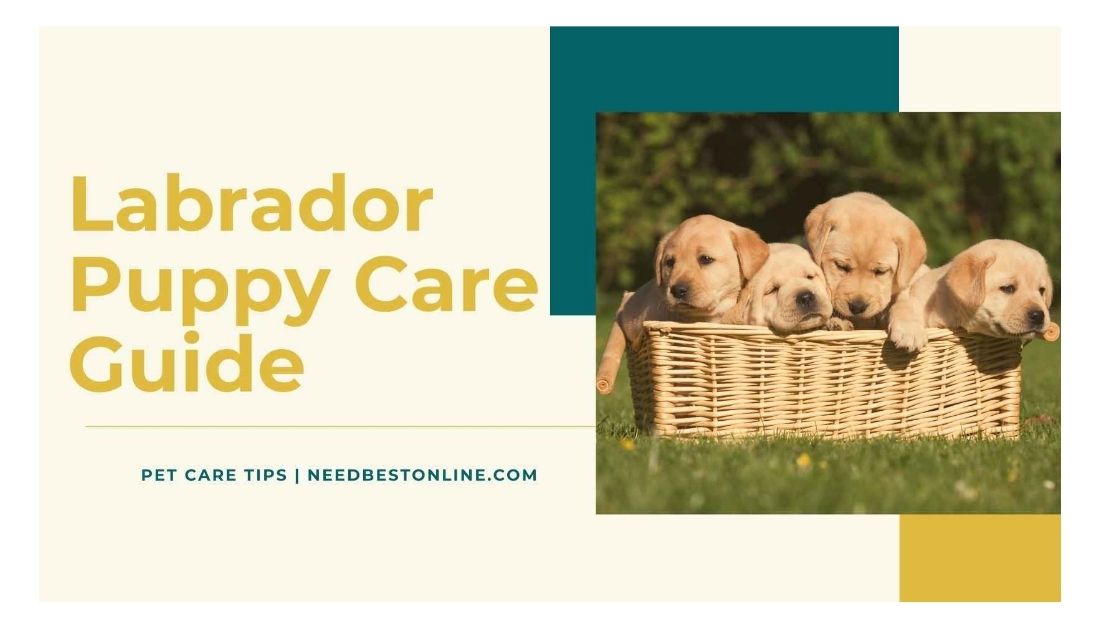 Yellow Labrador puppy with premium dog food illustrating professional pet product research by NeedBestOnline.