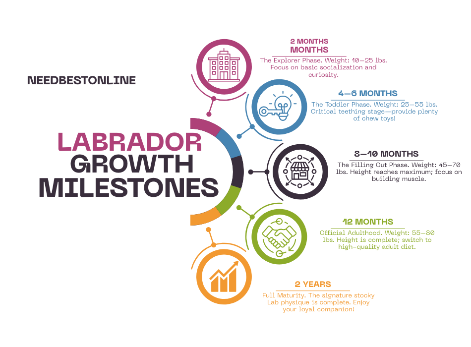 Branded Labrador puppy growth milestones chart from 2 months to 2 years by NeedBestOnline research.